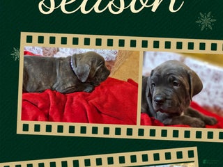 Cane Corso dogs Cane Corso Female Puppy Aurora - Ad 38