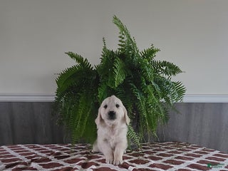 Golden Retriever dogs - Ad 22