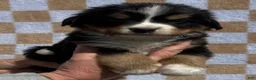 Bernese Mountain Dog dogs for sale: Tex - Ad 1