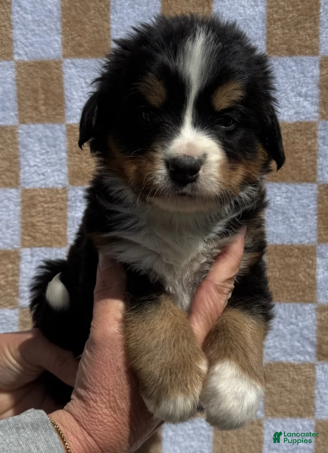 Bernese Mountain Dog dogs for sale: Tex - Ad 1