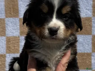 Bernese Mountain Dog dogs for sale: Tex - Ad 1