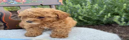 Toy Poodle dogs for sale: Grace - Ad 5