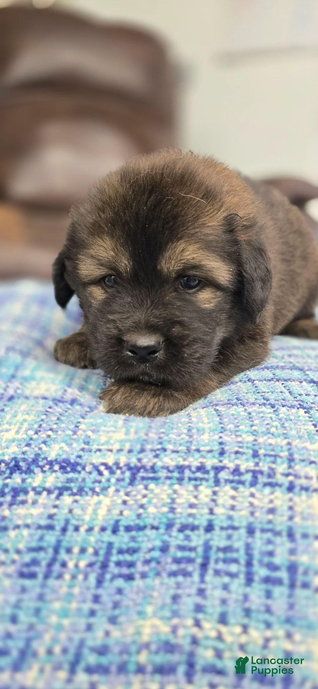 Tibetan Mastiff dogs for sale: Arnold - Ad 1