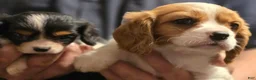 Cavalier King Charles Spaniel dogs for sale: Connor - Ad 4