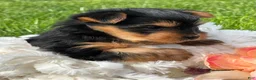 Yorkshire Terrier dogs for sale: Hershey - Ad 11