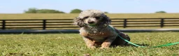 Cavapoo dogs for sale: Jessy - Ad 6