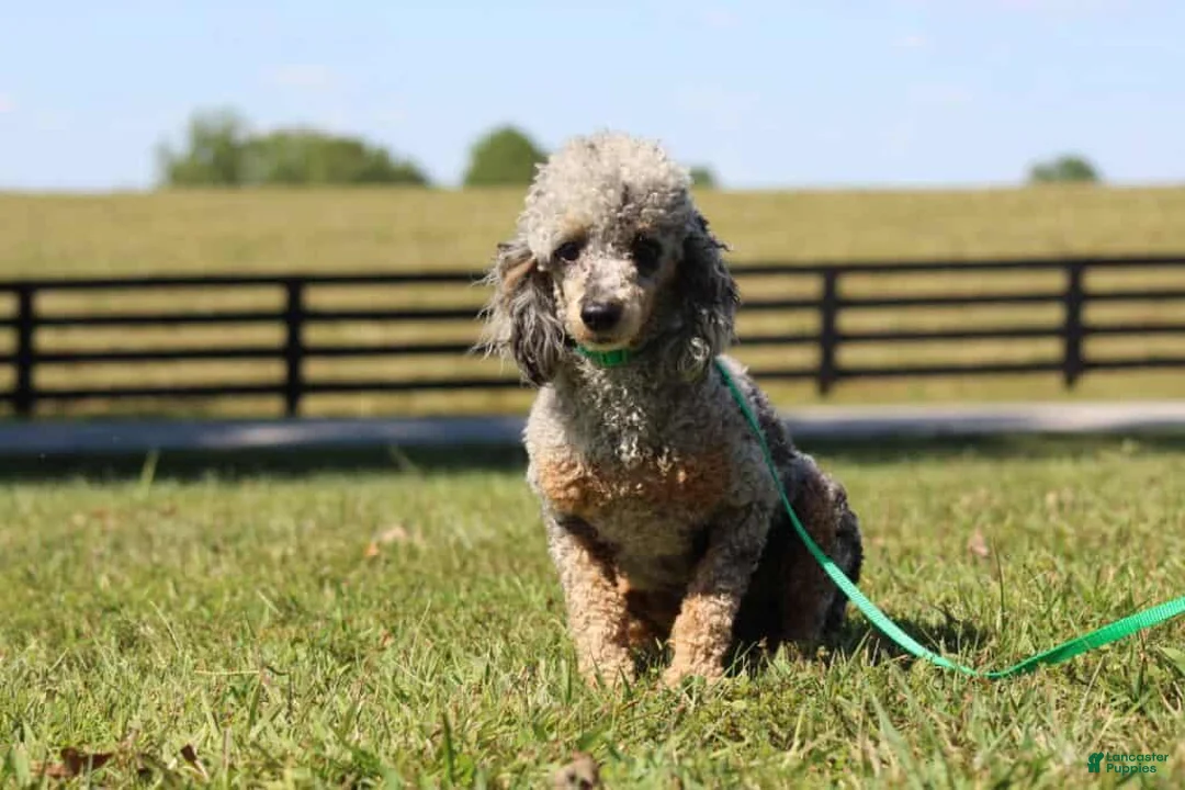 Cavapoo dogs for sale: Jessy - Ad 6