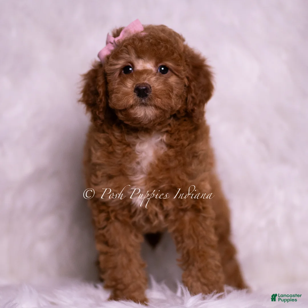 Mini Goldendoodle dogs for sale: Glitter - Ad 2