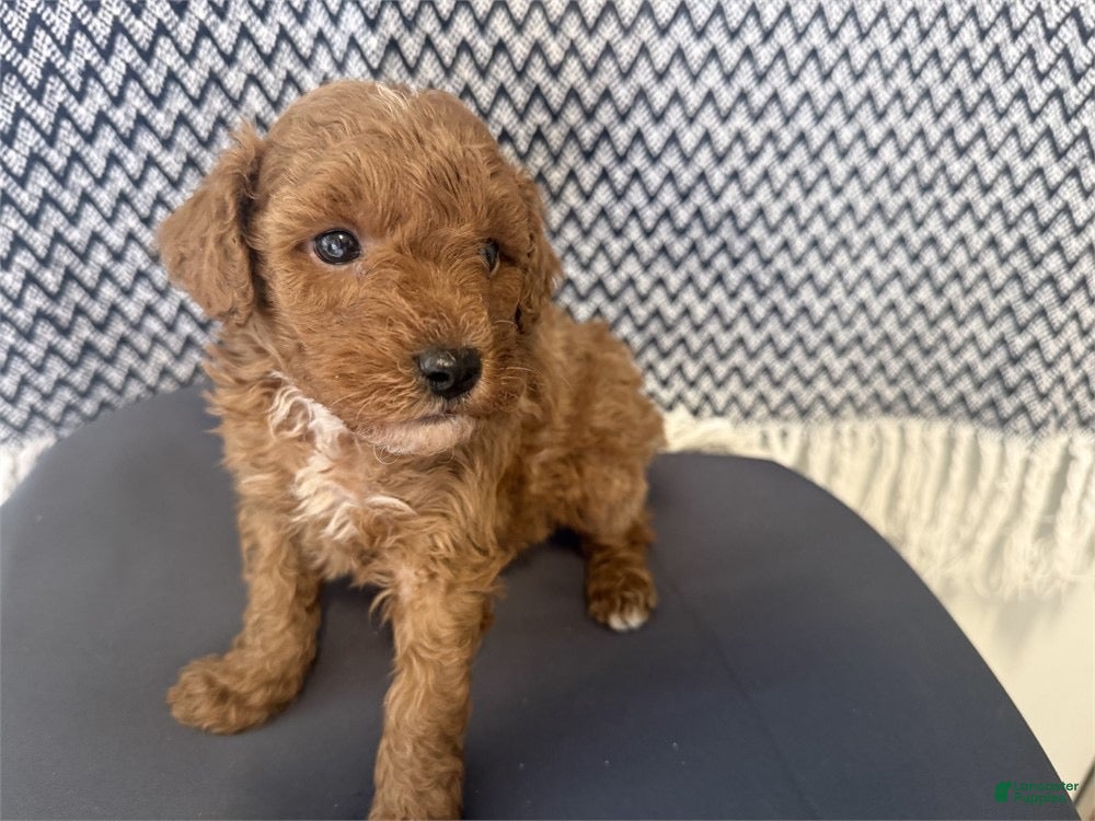 Toy Poodle dogs Red - Ad 19