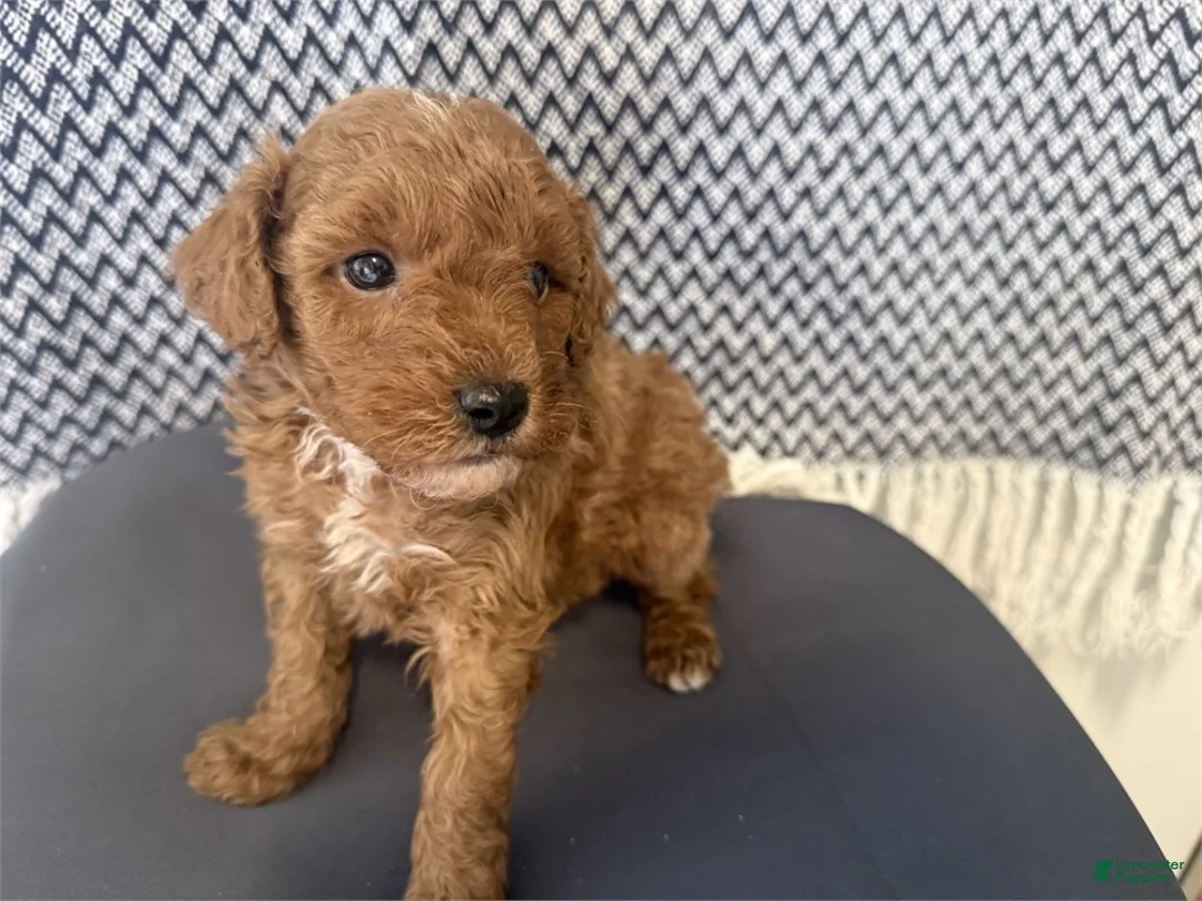Toy Poodle dogs for sale: Red - Ad 1