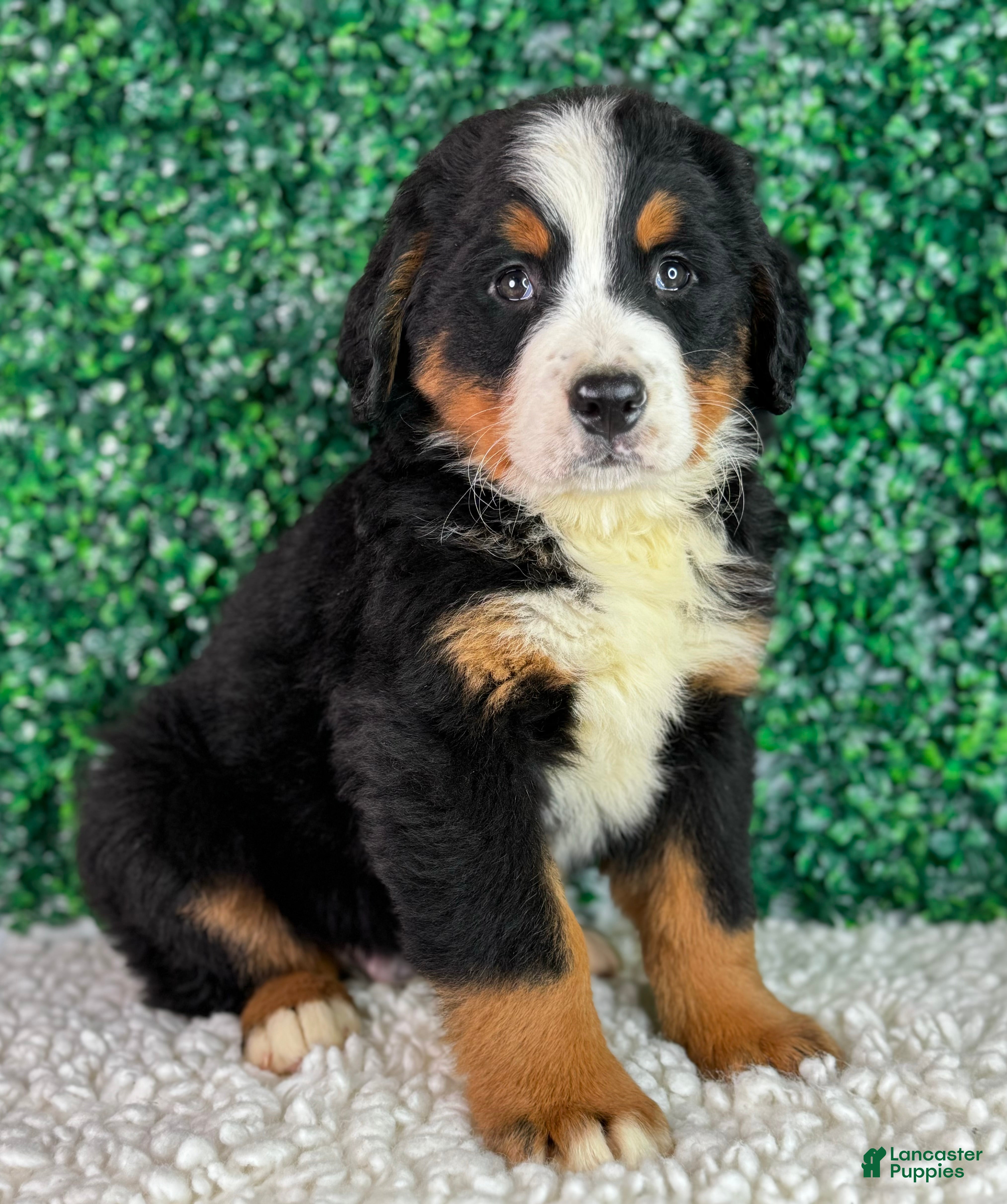 Bernese Mountain Dog dogs for sale:  Charlie  - Ad 4