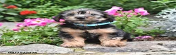 Yorkshire Terrier dogs for sale: Enore - Ad 3