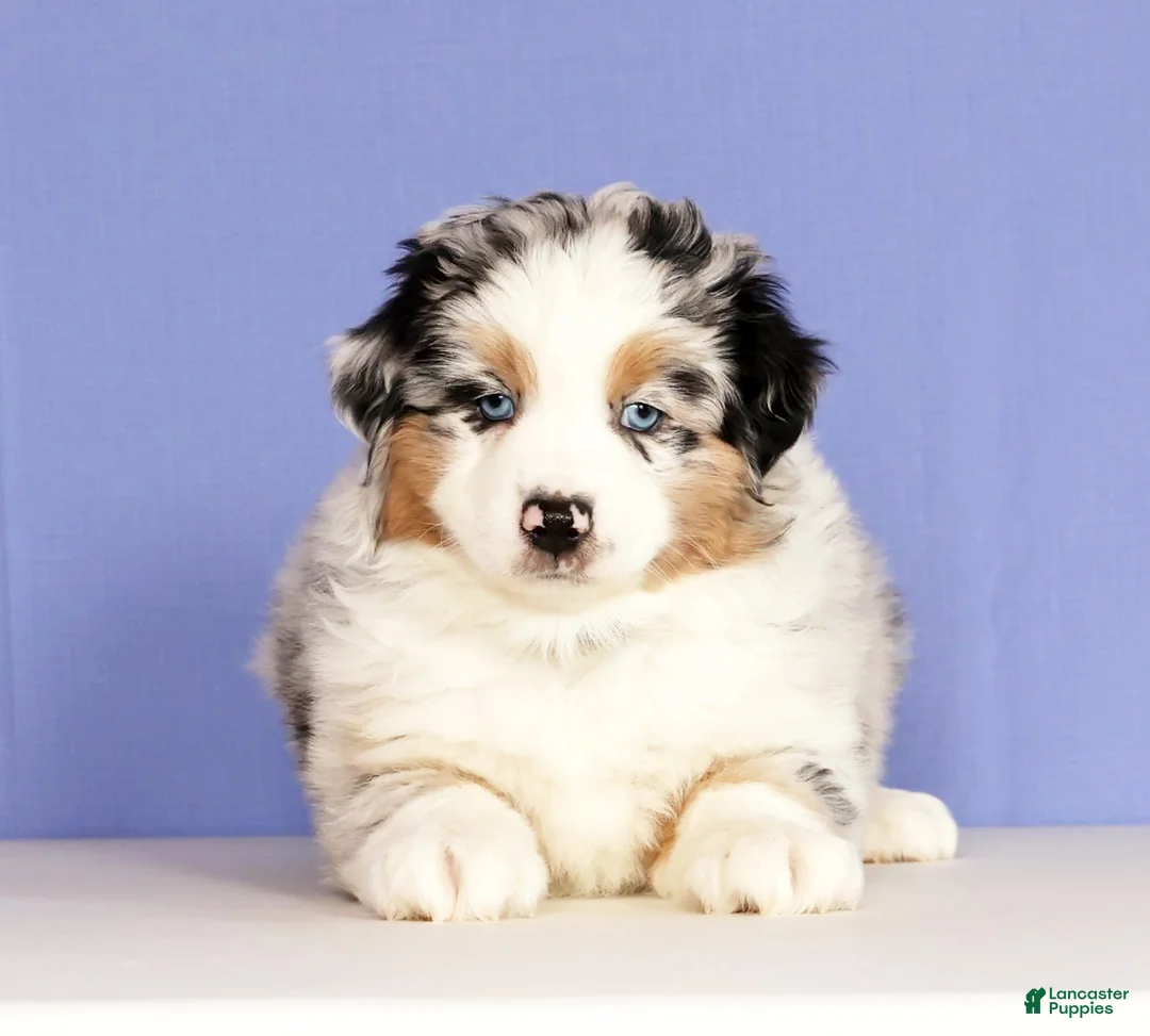 Miniature Australian Shepherd dogs for sale: Jackson - Ad 2