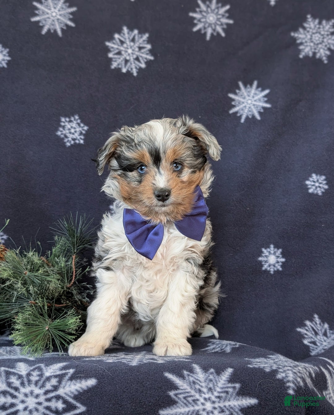 Mixed Breed dogs for sale: Barnaby - Ad 2