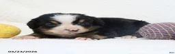 Bernese Mountain Dog dogs for sale: Maggie - Ad 7