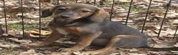 Mixed Breed dogs for sale: Skippy  - Ad 2