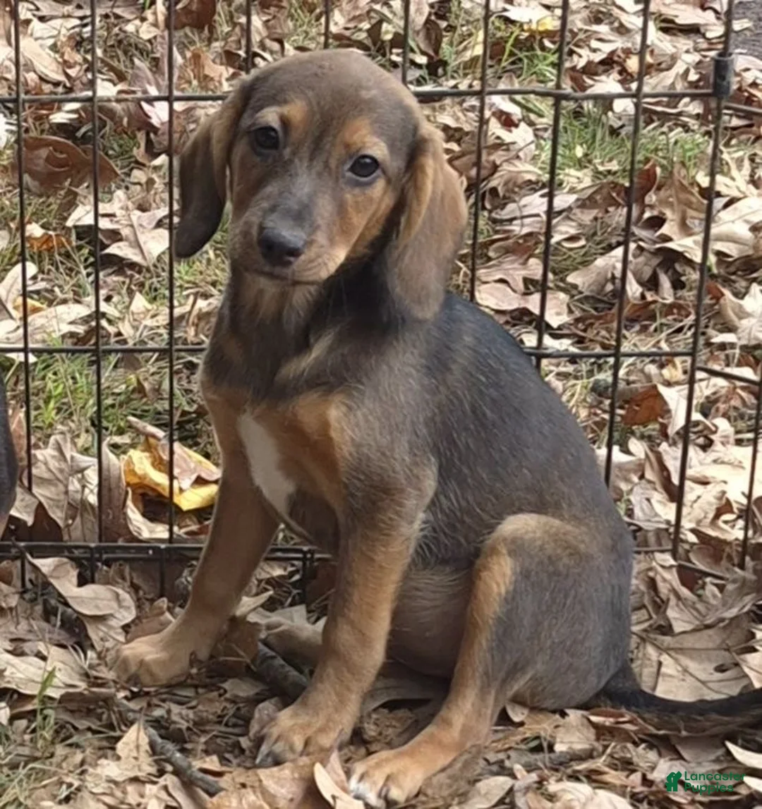 Mixed Breed dogs for sale: Skippy  - Ad 2