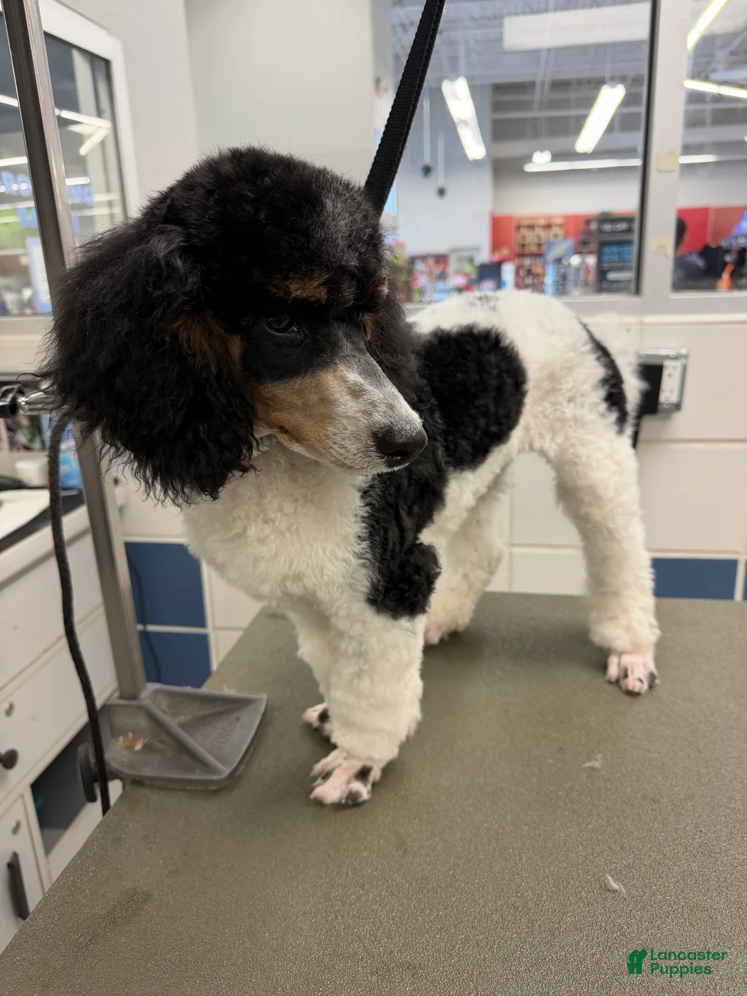 Miniature Poodle dogs for sale: Ivy - Ad 1