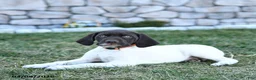 German Shorthaired Pointer dogs for sale: Opal - Ad 4