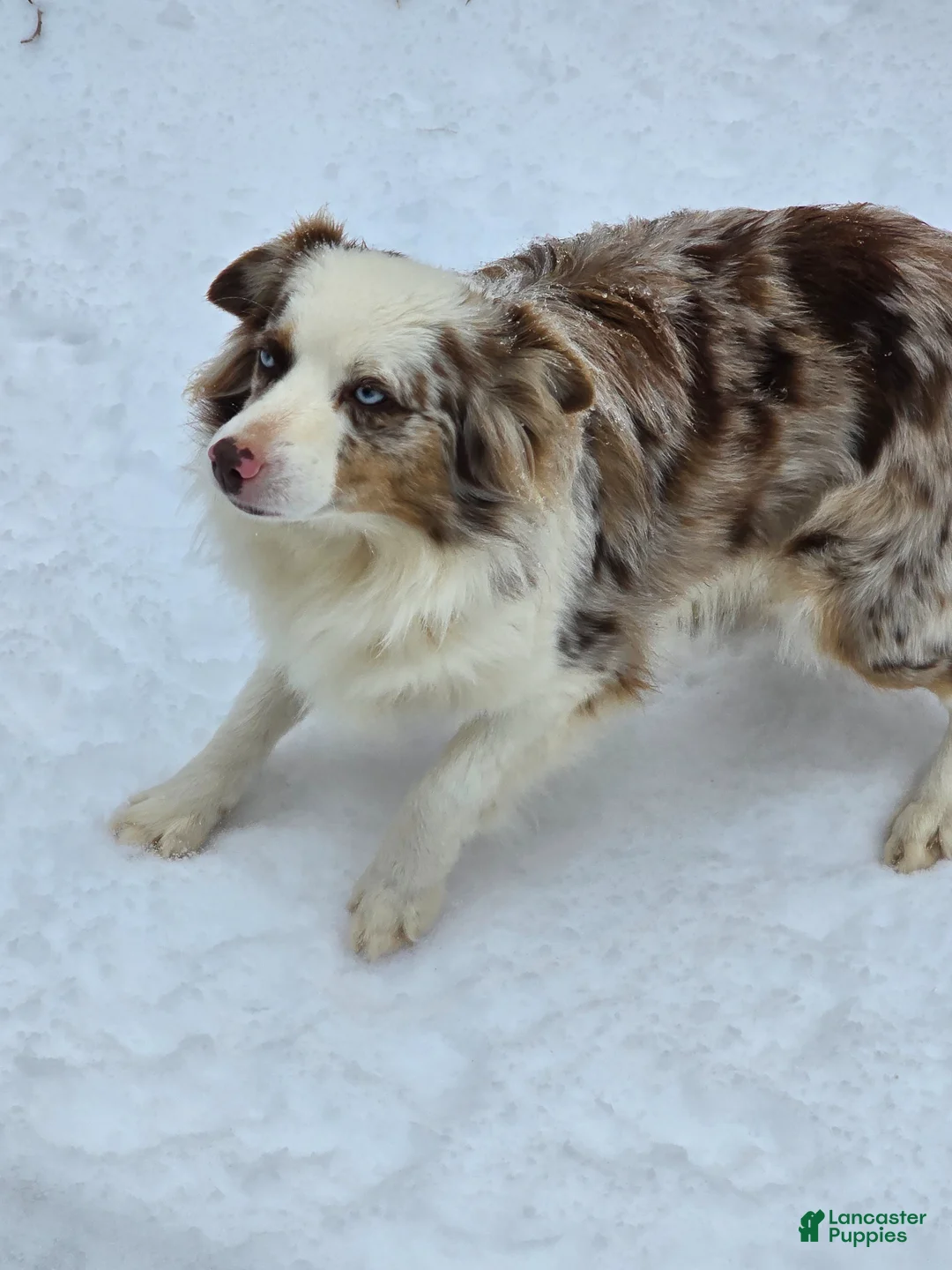 Miniature Australian Shepherd dogs for sale: Miniature Australian Shepherd Puppy 5 - Ad 11