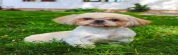 Shih Tzu dogs for sale: Jackie - Ad 8