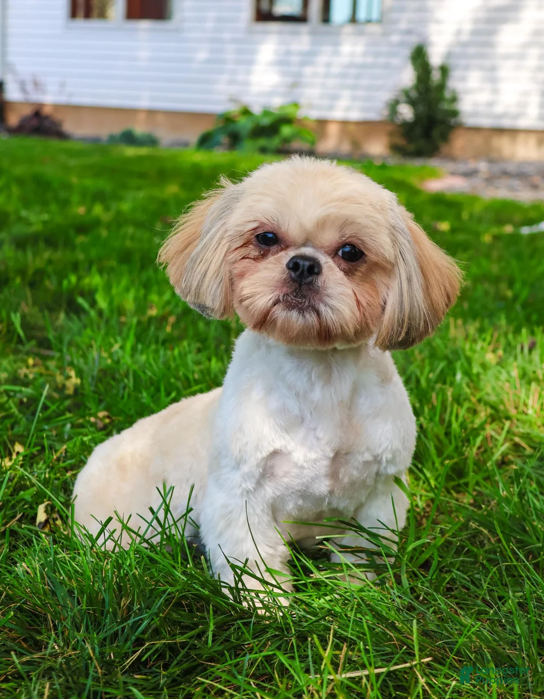 Shih Tzu dogs for sale: Jackie - Ad 8