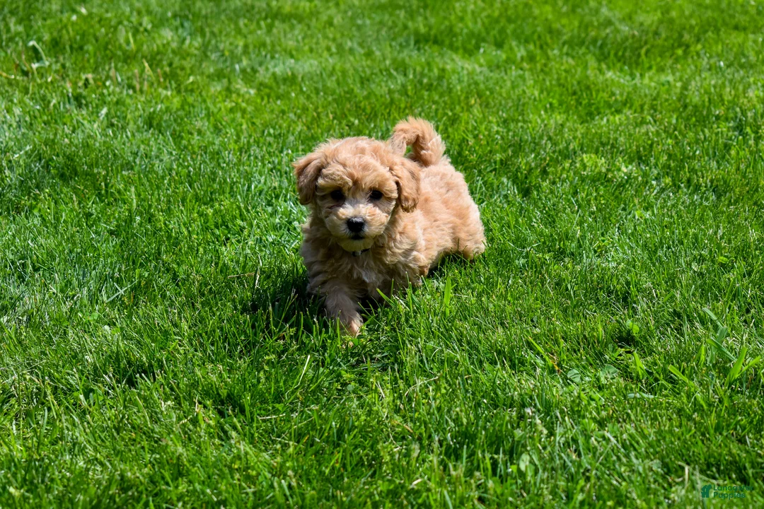 Bichpoo dogs for sale: Kevin 🐶✨ - Ad 1