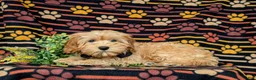 Cockapoo dogs for sale: Bryant 9 lbs Full Grown - Ad 7