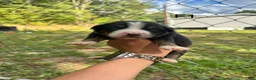 Mixed Breed dogs for sale: Mixed Breed 4 - Ad 19