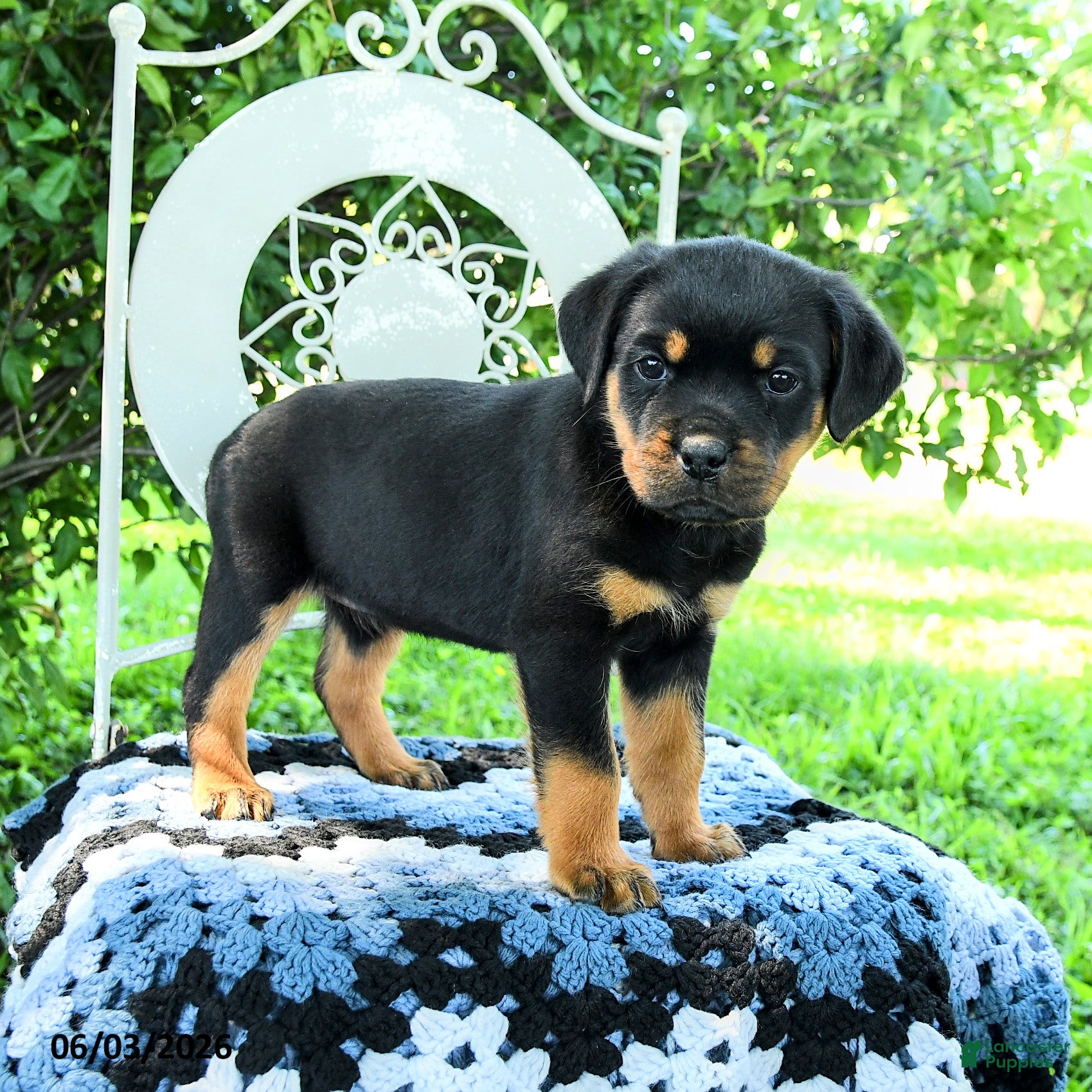 Rottweiler dogs Jordan - Ad 1