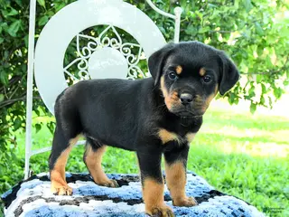 Rottweiler dogs for sale: Jordan - Ad 3
