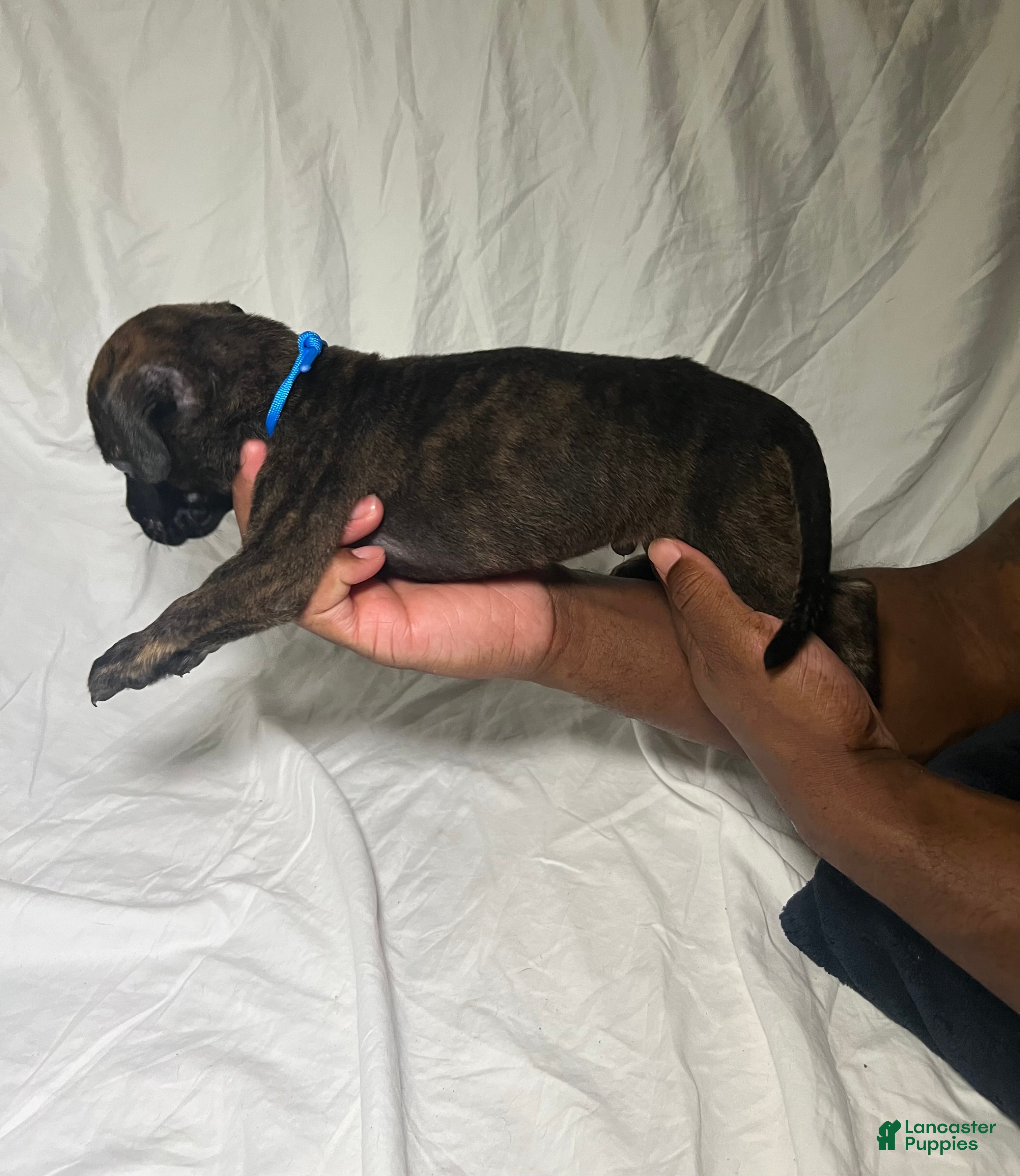 Presa Canario dogs Presa Canario 1 - Ad 10