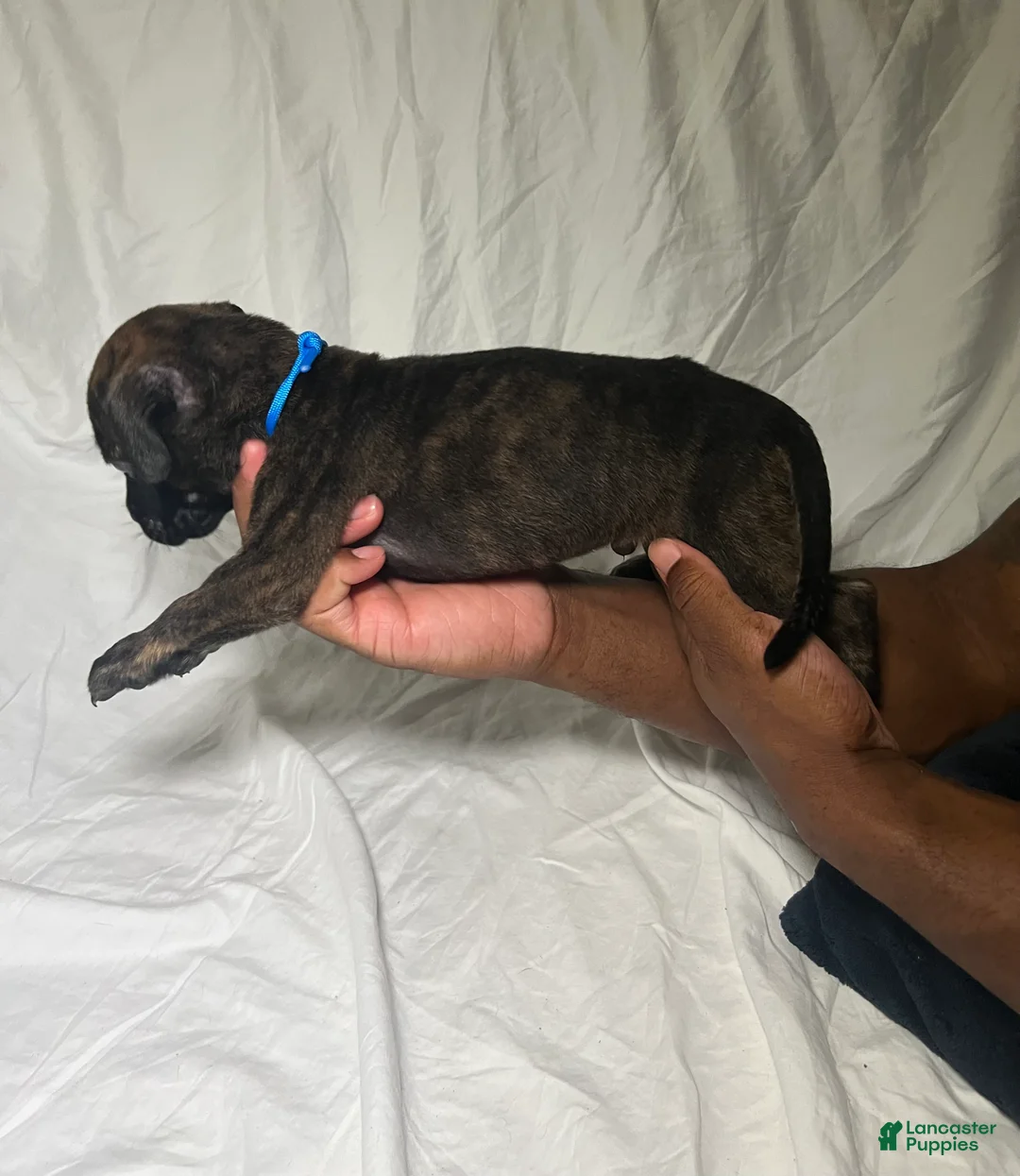 Presa Canario dogs for sale: Presa Canario 1 - Ad 1