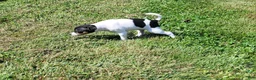 Rat Terrier dogs for sale: Tasha *Updated photos* - Ad 3