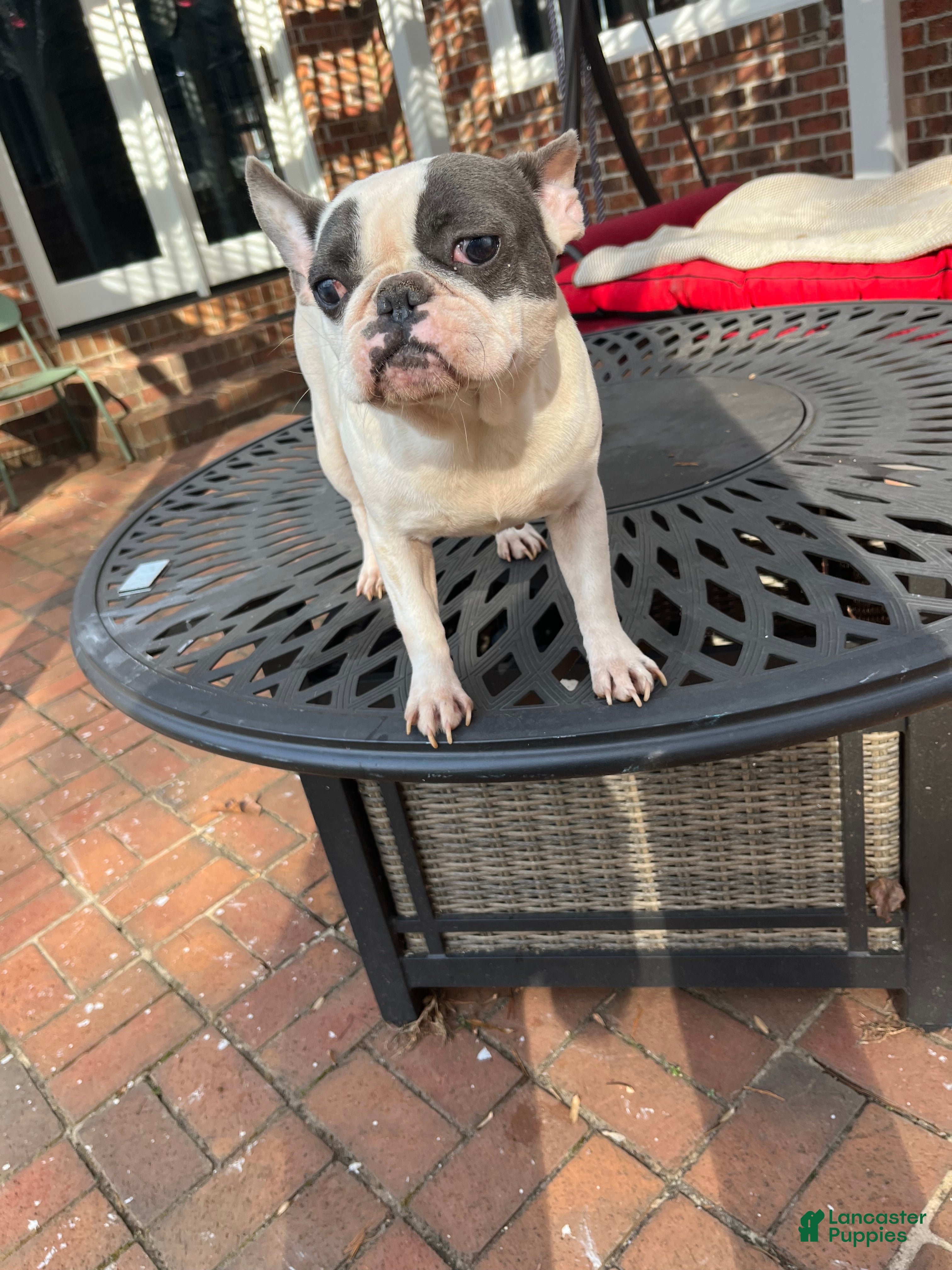 French Bulldog dogs French Bulldog Puppy 1 - Ad 42