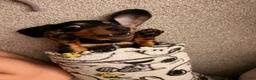 Miniature Dachshund dogs for sale: Franky  - Ad 3