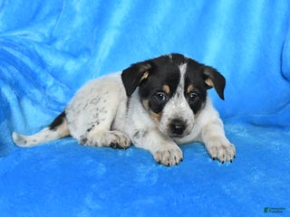 Australian Cattle Dog dogs - Ad 30