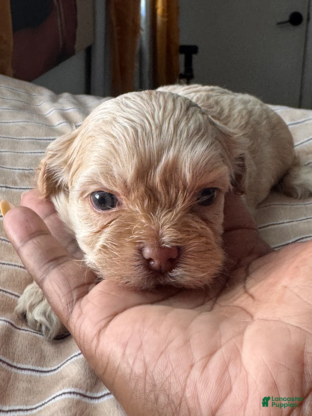 Shihpoo dogs for sale: M’baku  - Ad 2