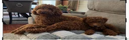 Mini Goldendoodle dogs for sale: Mini Goldendoodle 1 - Ad 7