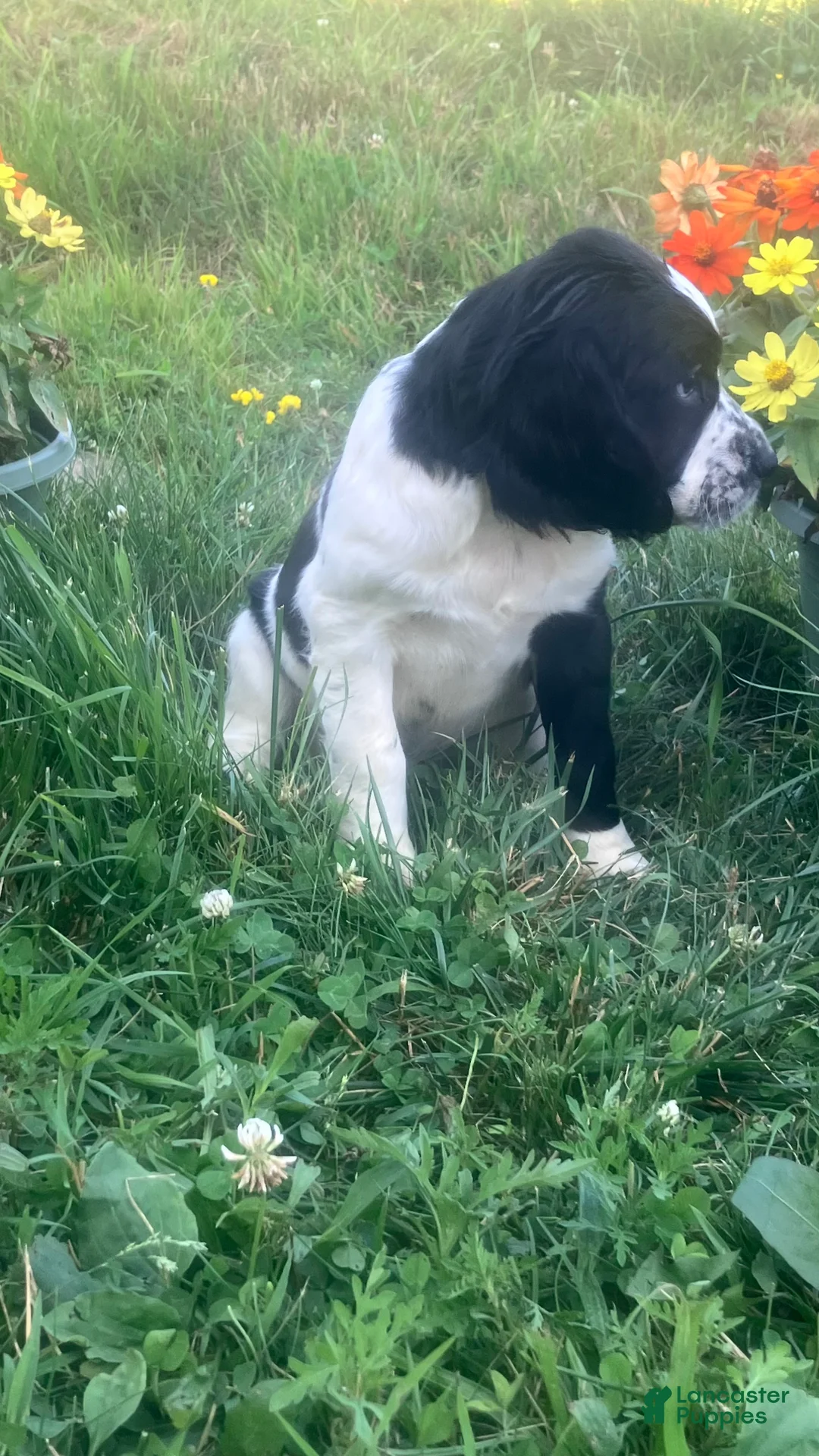 English Springer Spaniel dogs for sale: Sprinkles - Ad 4