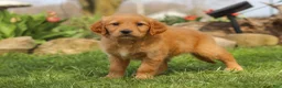 Golden Retriever dogs for sale: Maple - Ad 6
