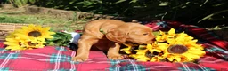 Mixed Breed dogs for sale: Lily - Irish Goldendoodle - Ad 14