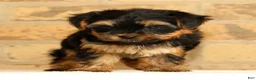 Yorkshire Terrier dogs for sale: Sophia - Ad 4