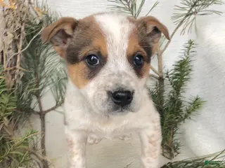 Mixed Breed dogs Mixed Breed Puppy 1 - Ad 13