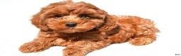 Cavapoo dogs for sale: Jamie - Ad 3