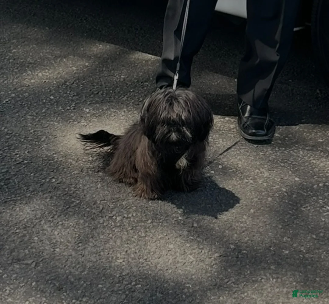 Malshi dogs for sale: Malshi 4 - Ad 2