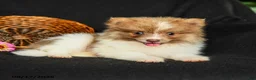 Pomeranian dogs for sale: Pollo - Ad 3