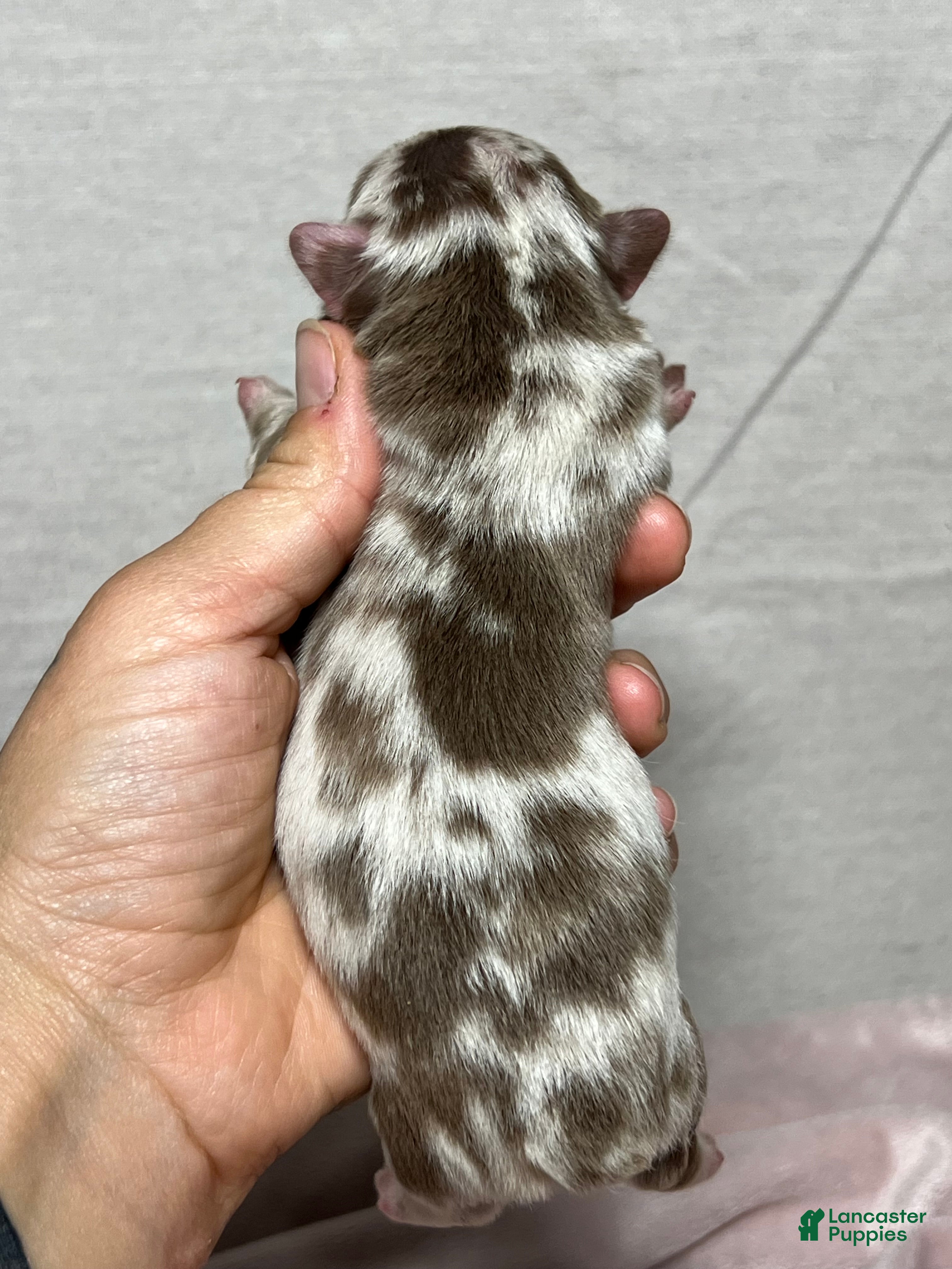 French Bulldog dogs Snorlax - Ad 2