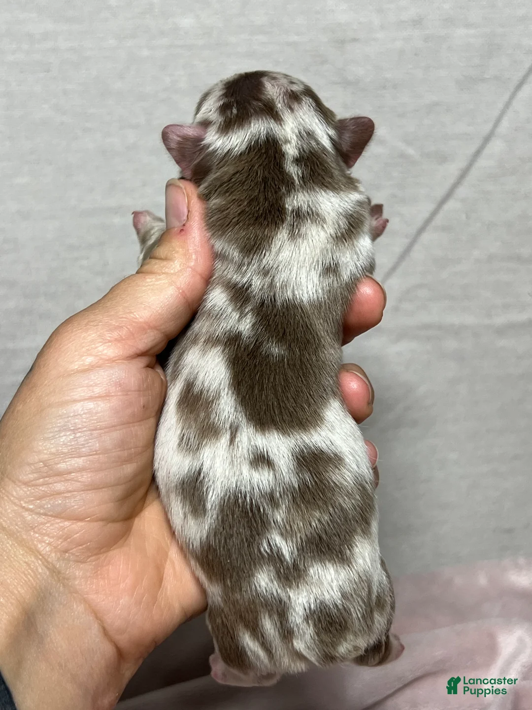 French Bulldog dogs for sale: Snorlax - Ad 2