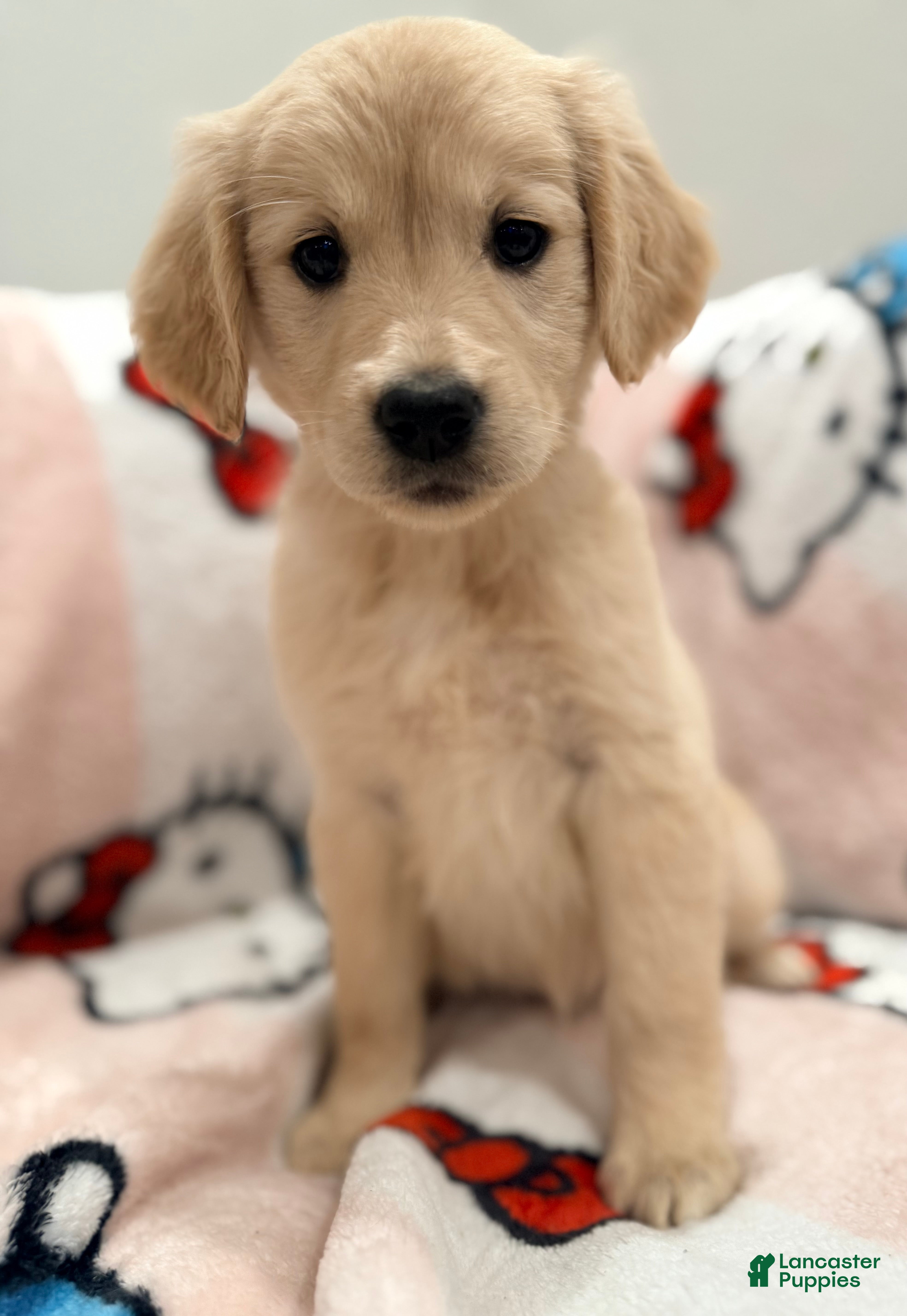 Golden Retriever dogs Golden Retriever Puppy 4 - Ad 6